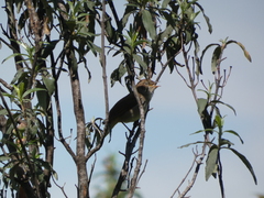 Luscinia megarhynchos