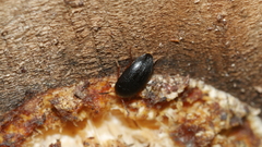 Eustrophopsis