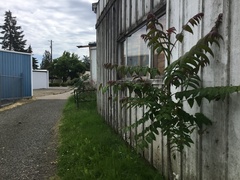 Ailanthus altissima