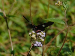 Archonias brassolis tereas