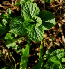 Nepeta cataria