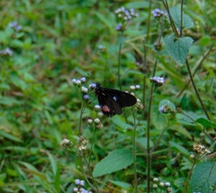 Archonias brassolis tereas