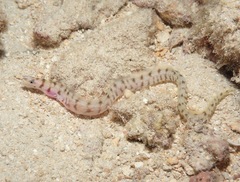 Gymnothorax gracilicauda