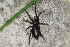 Drassyllus