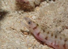 Gymnothorax gracilicauda