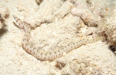 Gymnothorax gracilicauda