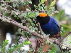 Iridosornis rufivertex