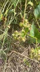 Mirabilis nyctaginea