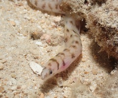 Gymnothorax gracilicauda