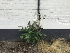Ailanthus altissima