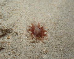 Isarachnanthus