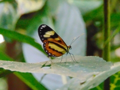 Hypothyris ninonia daeta