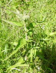 Urtica galeopsifolia