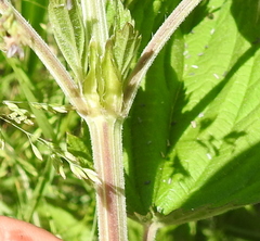 Urtica galeopsifolia