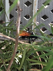 Pepsis pallidolimbata