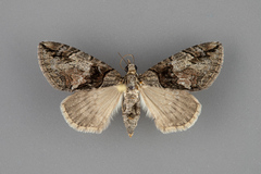 Hydriomena chiricahuata