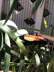 Pepsis pallidolimbata