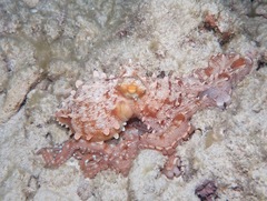 Callistoctopus ornatus