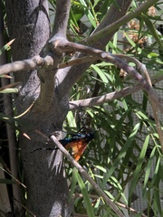 Pepsis pallidolimbata