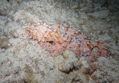 Callistoctopus ornatus