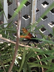 Pepsis pallidolimbata