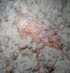 Callistoctopus ornatus