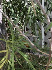 Pepsis pallidolimbata