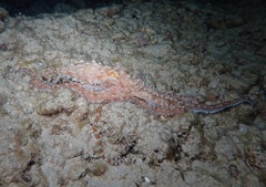Callistoctopus ornatus