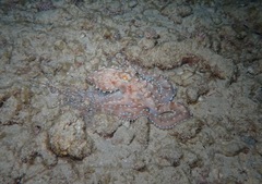 Callistoctopus ornatus