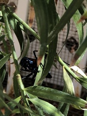 Pepsis pallidolimbata