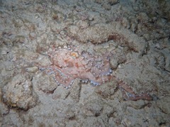 Callistoctopus ornatus