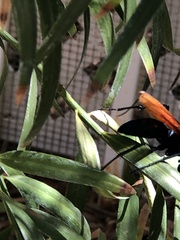 Pepsis pallidolimbata