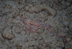 Callistoctopus ornatus