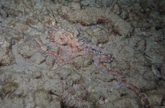 Callistoctopus ornatus