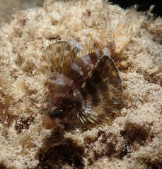 Dendrochirus barberi