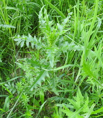 Cirsium arvense arvense
