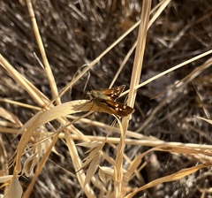 Ochlodes agricola