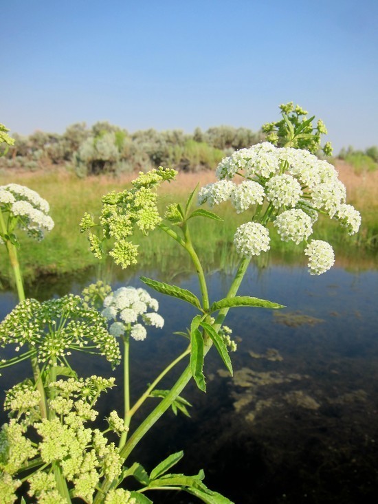 water hemlock (Cicuta maculata) - Botanical Realm