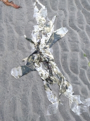 Desmarestia ligulata