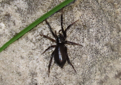 Drassyllus