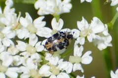 Anthrenus scrophulariae