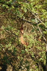 Senegalia occidentalis