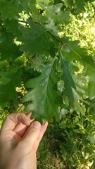 Quercus × rosacea