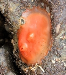 Cnemidocarpa finmarkiensis