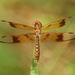 Eastern Amberwing - Photo (c) mayfly1963, some rights reserved (CC BY), uploaded by mayfly1963