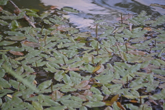 Potamogeton natans