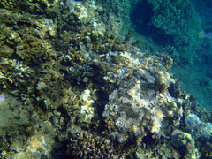 Parupeneus multifasciatus