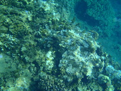 Parupeneus multifasciatus