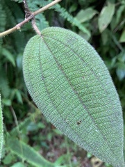 Miconia strigillosa