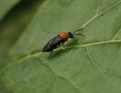 Eutomostethus ephippium